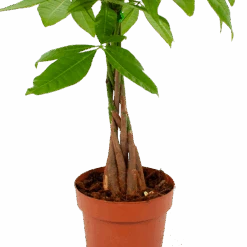 Voorkant -Pokon Winkel pachira aquatica geldboom p17 h60 5