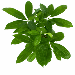 Pachira Aquatica - Geldboom - P17 H60 - Kamerplant -Pokon Winkel pachira aquatica geldboom p17 h60 6