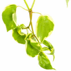 Peperomia Scandens Variegata - In Hangpot - P17 H30 - Kamerplant -Pokon Winkel peperomia scandens variegata in hangpot p17 h30 6