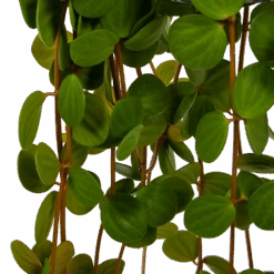 Peperomia Tetraphylla - In Hangpot - P15 H25 - Kamerplant 8 Peperomia Tetraphylla - In Hangpot - P15 H25 - Kamerplant -Pokon Winkel peperomia tetraphylla in hangpot p15 h25 6