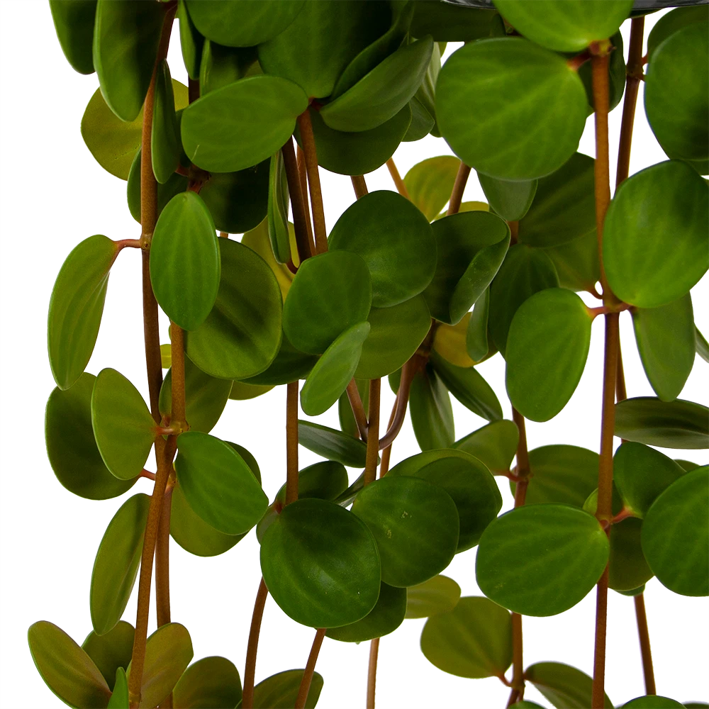 Peperomia Tetraphylla - In Hangpot - P15 H25 - Kamerplant 5 Peperomia Tetraphylla - In Hangpot - P15 H25 - Kamerplant - Afbeelding 3