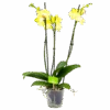 3 Taks Phalaenopsis Limelight - Vlinderorchidee - P12 H60 - Kamerplant 2 3 Taks Phalaenopsis Limelight - Vlinderorchidee - P12 H60 - Kamerplant -Pokon Winkel phalaenopsis vlinderorchidee 3 taks p12 h60 geel 4