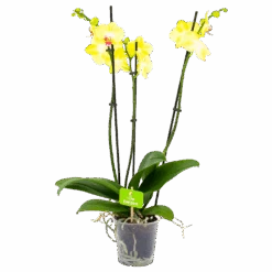 3 Taks Phalaenopsis Limelight - Vlinderorchidee - P12 H60 - Kamerplant