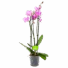 3 Taks Phalaenopsis Bloomington - Vlinderorchidee - P12 H60 - Kamerplant -Pokon Winkel phalaenopsis vlinderorchidee 3 taks p12 h60 roze 4