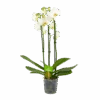 3 Taks Phalaenopsis Lighthouse - Vlinderorchidee - P12 H60 - Kamerplant -Pokon Winkel phalaenopsis vlinderorchidee 3 taks p12cm h60cm wit 4