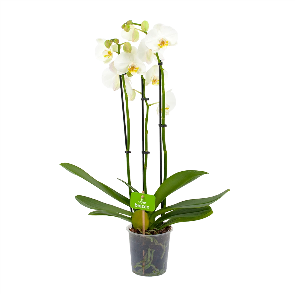 3 Taks Phalaenopsis Lighthouse - Vlinderorchidee - P12 H60 - Kamerplant 3 3 Taks Phalaenopsis Lighthouse - Vlinderorchidee - P12 H60 - Kamerplant