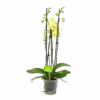 4 Taks Phalaenopsis Volterra - Vlinderorchidee - P12 H60 - Kamerplant -Pokon Winkel phalaenopsis vlinderorchidee 4 taks p12 h60 geel 4