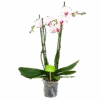 4 Taks Phalaenopsis Denver - Vlinderorchidee - P12 H60 - Kamerplant -Pokon Winkel phalaenopsis vlinderorchidee 4 taks p12cm h60cm wit roze 4