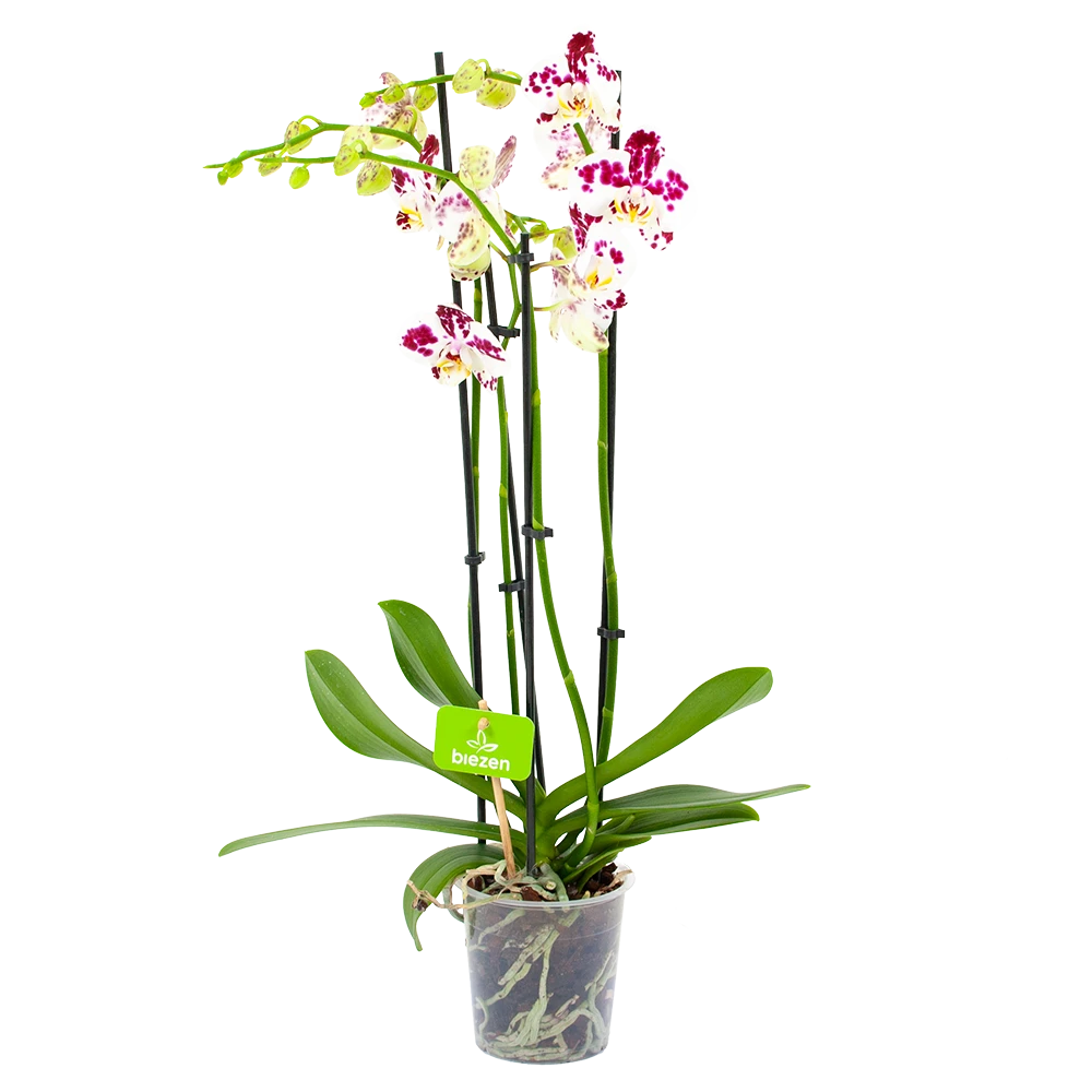 4 Taks Phalaenopsis Marrakesh - Vlinderorchidee - P12 H60 - Kamerplant