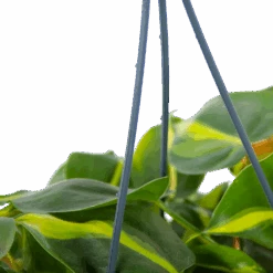 Philodendron Scandens Brasil - In Hangpot - P14 H35 - Kamerplant -Pokon Winkel philodendron scandens brasil in hangpot p14 h35 5 1