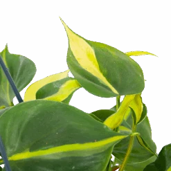Philodendron Scandens Brasil - In Hangpot - P14 H35 - Kamerplant -Pokon Winkel philodendron scandens brasil in hangpot p14 h35 6 1