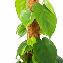 Philodendron Scandens Brasil Op Mosstok - P17 H75 - Kamerplant -Pokon Winkel philodendron scandens brasil op mosstok p17 h75 5 1