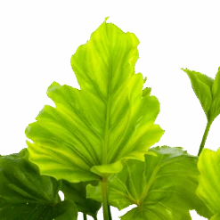 Philodendron Bipinnatifidum Little Hope - P21 H75 - Kamerplant -Pokon Winkel philodendron selloum little hope p21 h75 5 2