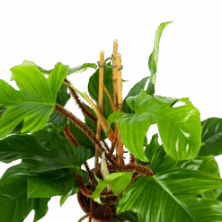 Philodendron Squamiferum Piramide - P19 H75 - Kamerplant -Pokon Winkel philodendron squamiferum piramide p19 h75 5 1