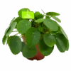 Pilea Peperomioides - Pannenkoekenplant - P15 H25 - Kamerplant -Pokon Winkel pilea peperomioides pannenkoekenplant p15 h25 4