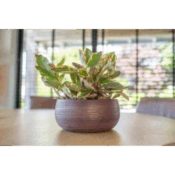 Plantenschaal Lydia - D28 X H13cm - Shiny Purple -Pokon Winkel plantenschaal lydia d28 x h13cm shiny purple plantenschaal 2