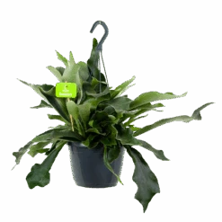 Platycerium Bifurcatum - Hertshoornvaren - In Hangpot - P17 H35 - Kamerplant