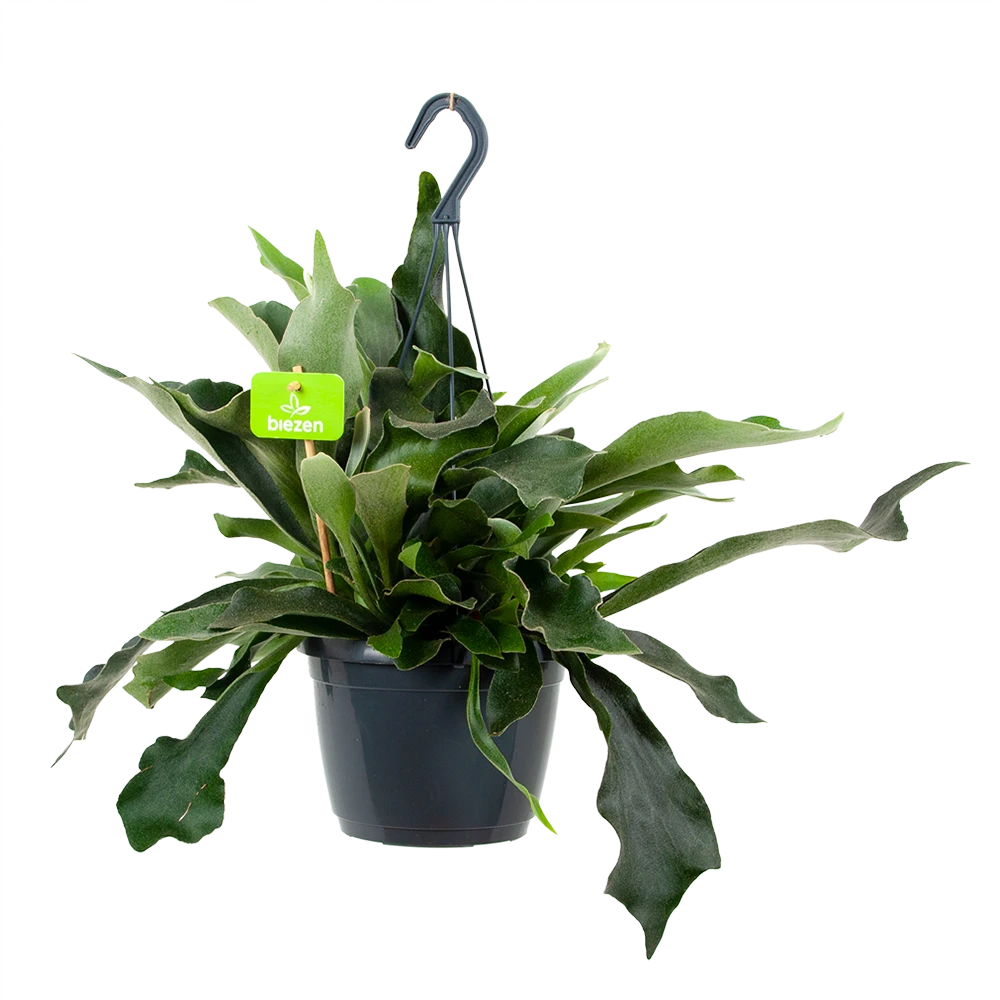 Platycerium Bifurcatum - Hertshoornvaren - In Hangpot - P17 H35 - Kamerplant 3 Platycerium Bifurcatum - Hertshoornvaren - In Hangpot - P17 H35 - Kamerplant