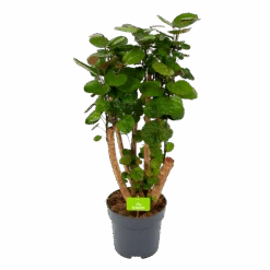 Polyscias Fabian - Aralia - P24 H100 - Kamerplant