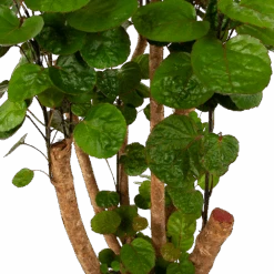 Polyscias Fabian - Aralia - P24 H100 - Kamerplant -Pokon Winkel polyscias fabian aralia p24 h100 6 1