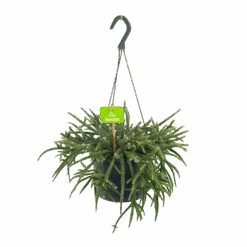 Rhipsalis Baccifera - In Hangpot - P17 H40 - Kamerplant