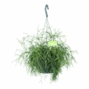 Rhipsalis Cassutha - Koraalcactus - In Hangpot - P17 H40 - Kamerplant 1 Rhipsalis Cassutha - Koraalcactus - In Hangpot - P17 H40 - Kamerplant -Pokon Winkel rhipsalis cassutha koraalcactus in hangpot p17 h40 1