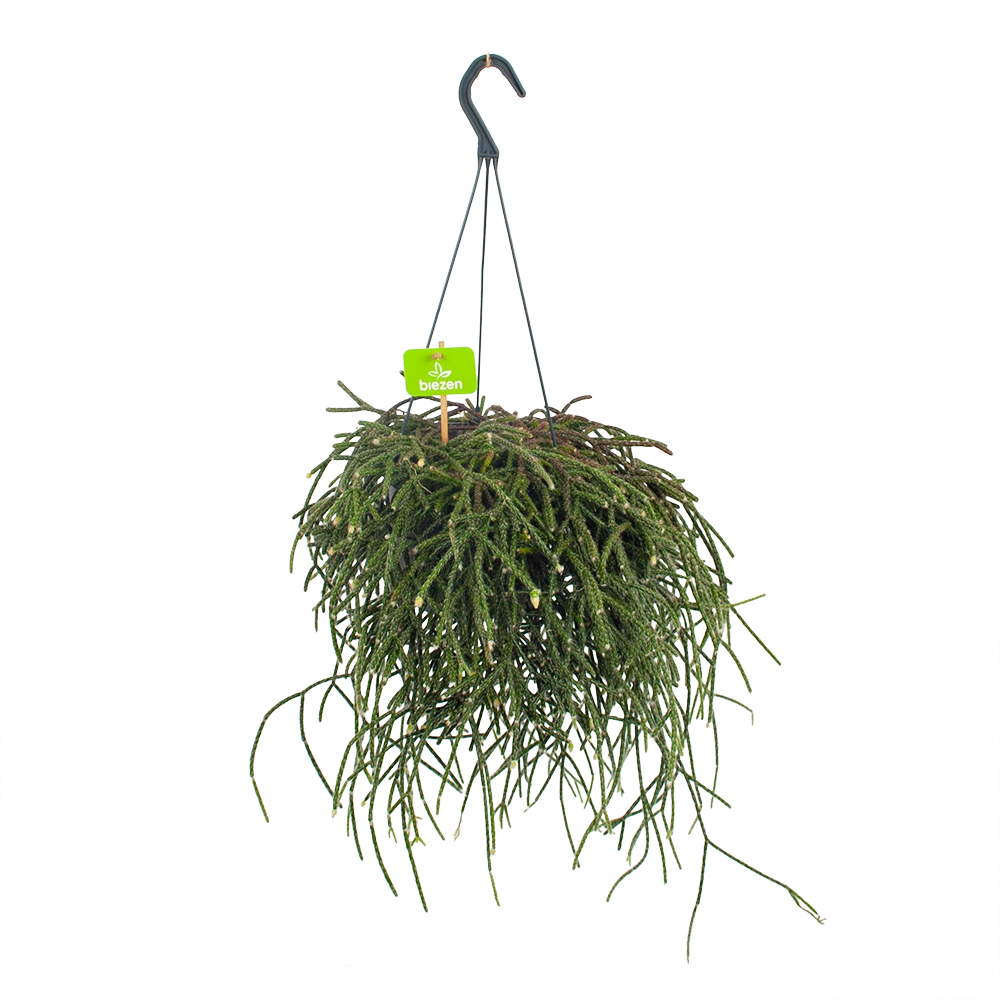 Rhipsalis Pilocarpa - In Hangpot - P17 H40 - Kamerplant 3 Rhipsalis Pilocarpa - In Hangpot - P17 H40 - Kamerplant