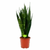 Sansevieria Black Coral - Vrouwentong - P21 H80 - Kamerplant -Pokon Winkel sansevieria black coral vrouwentong p21 h80 1 2