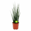 Sansevieria Fernwoord Mikado - Vrouwentong - P19 H75 - Kamerplant -Pokon Winkel sansevieria fernwoord mikado vrouwentong p19 h75 1 2