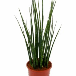 Sansevieria Fernwoord Mikado - Vrouwentong - P19 H75 - Kamerplant -Pokon Winkel sansevieria fernwoord mikado vrouwentong p19 h75 5 2