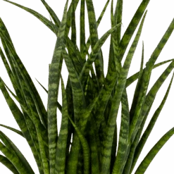 Sansevieria Fernwoord Punk - Vrouwentong - P14 H45 - Kamerplant -Pokon Winkel sansevieria fernwoord punk vrouwentong p14 h45 5 2