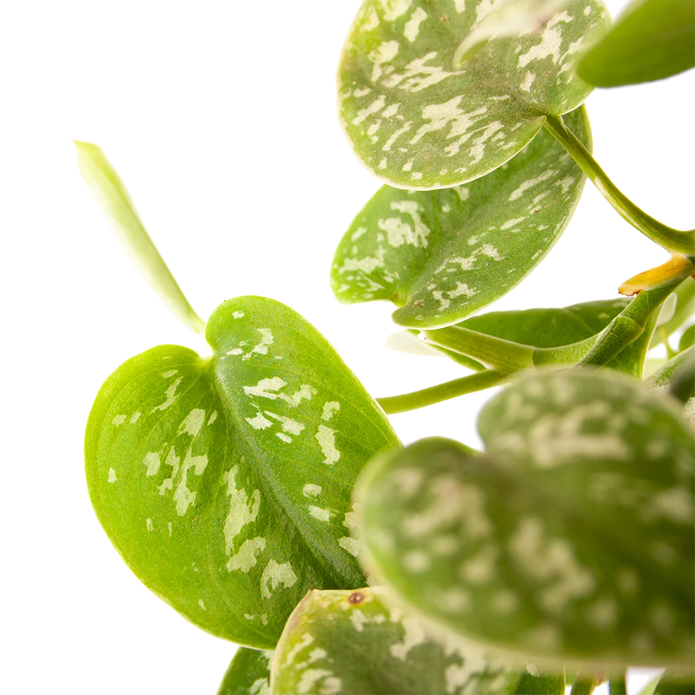 Scindapsus Pictus Argyraeus - Epipremnum - In Hangpot - P17 H40 - Kamerplant 4 Scindapsus Pictus Argyraeus - Epipremnum - In Hangpot - P17 H40 - Kamerplant - Afbeelding 2