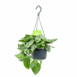 Scindapsus Pictus Silvery Ann - Epipremnum - In Hangpot - P15 H30 - Kamerplant
