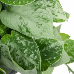 Scindapsus Pictus Silvery Ann - Epipremnum - In Hangpot - P15 H30 - Kamerplant -Pokon Winkel scindapsus pictus silvery ann epipremnum in hangpot p15 h30 6 3