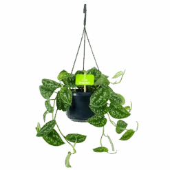 Scindapsus Pictus Trebie - Epipremnum - In Hangpot - P15 H20 - Kamerplant