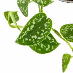 Scindapsus Pictus Trebie - Epipremnum - In Hangpot - P15 H20 - Kamerplant 8 Scindapsus Pictus Trebie - Epipremnum - In Hangpot - P15 H20 - Kamerplant -Pokon Winkel scindapsus pictus trebie epipremnum in hangpot p15 6 1