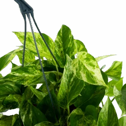 Scindapsus Pinnatum Marble Queen - Epipremnum - Hangpot - P17 H35 - Kamerplant -Pokon Winkel scindapsus pinnatum marble queen epipremnum p17 h35 5