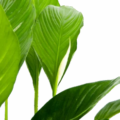 Spathiphyllum Wallisii - Lepelplant - P19 H80 Wit - Kamerplant -Pokon Winkel spathiphyllum wallisii lepelplant p19 h80 wit 6