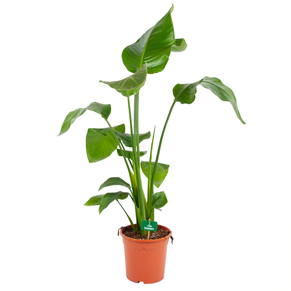 Strelitzia Nicolai - Paradijsvogelplant - P17 H80 - Kamerplant 3 Strelitzia Nicolai - Paradijsvogelplant - P17 H80 - Kamerplant
