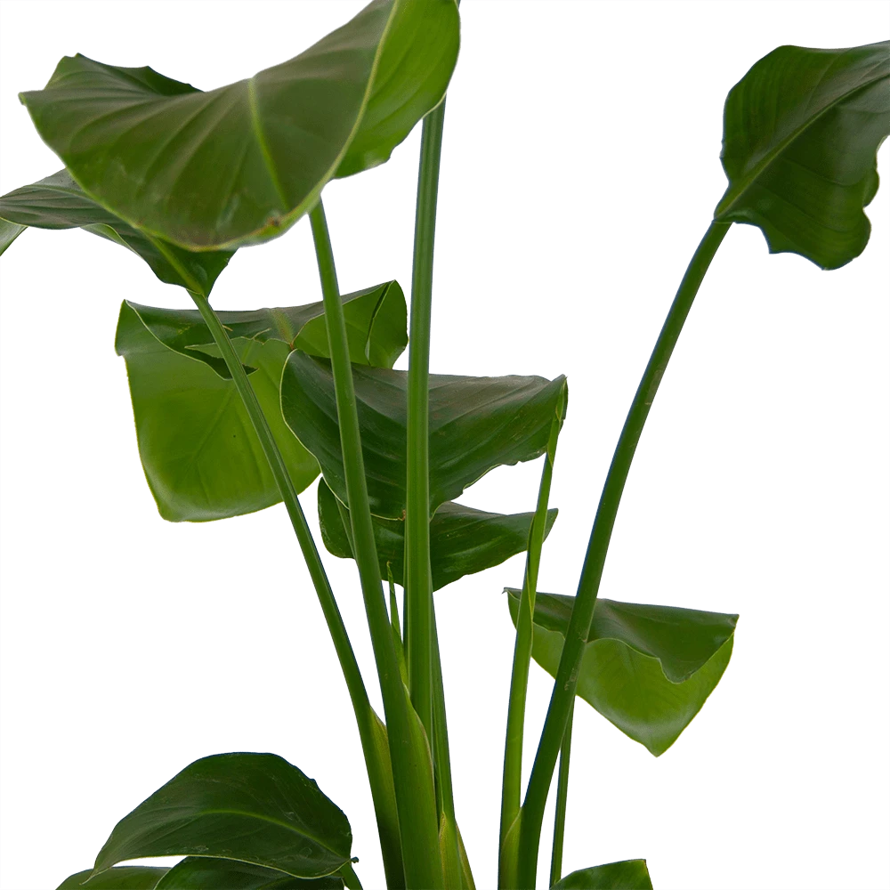 Strelitzia Nicolai - Paradijsvogelplant - P17 H80 - Kamerplant 4 Strelitzia Nicolai - Paradijsvogelplant - P17 H80 - Kamerplant - Afbeelding 2