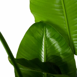 Strelitzia Nicolai - Paradijsvogelplant - P35 H130 - Kamerplant -Pokon Winkel strelitzia nicolai paradijsvogelplant p35 h130 6