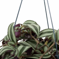 Tradescantia Zebrina - Vaderplant - In Hangpot - P17 H40 - Kamerplant -Pokon Winkel tradescantia zebrina vaderplant p17 h40 5