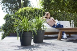 Bloempot Elho Vibia Straight Rond 40cm - Antraciet -Pokon Winkel vibia straight rond 40cm bloempot antraciet 7 11