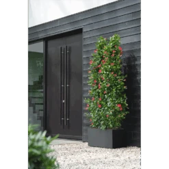 Elho Vivo Next Lang Wielen 60cm - Living Black -Pokon Winkel vivo next lang wielen 60cm living black 6 1