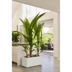 Elho Vivo Next Lang Wielen 60cm - Wit -Pokon Winkel vivo next lang wielen 60cm wit 7 1