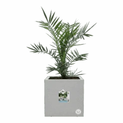 Elho Vivo Next Vierkant Wielen 30cm - Warm Grijs 14 Elho Vivo Next Vierkant Wielen 30cm - Warm Grijs -Pokon Winkel vivo next vierkant wielen 30cm warm grijs 6 1