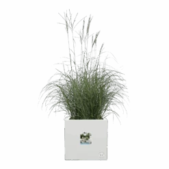 Elho Vivo Next Vierkant Wielen 40cm - Wit -Pokon Winkel vivo next vierkant wielen 40cm wit 5 1