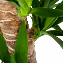 Yucca - Palmlelie - P19 H90 - Kamerplant -Pokon Winkel yucca palmlelie p19 h90 6