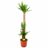 Yucca - Palmlelie - P27 H170 - Kamerplant -Pokon Winkel yucca palmlelie p27 h170 1 1