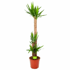 Yucca - Palmlelie - P27 H170 - Kamerplant
